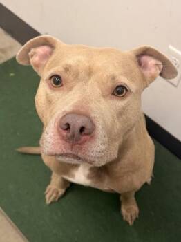 Brigid -  Pit Bull Terrier Dog for Adoption in Cleveland, Ohio - Brigid | PetCurious