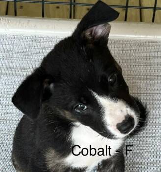 Cobalt -  Labrador Retriever Dog for Adoption in Parma, Ohio - Cobalt | PetCurious