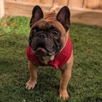 Rescue French Bulldog Dogs for Adoption in New Orleans, Louisiana - Rocky (Benefactor Dog) | PetCurious