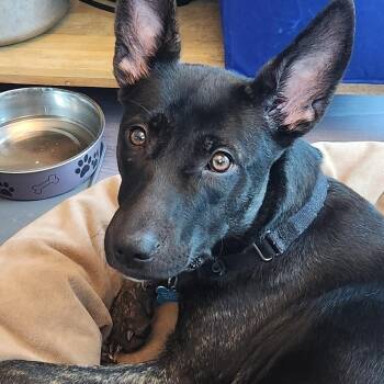 Adele -  Belgian Shepherd Malinois and Dutch Shepherd Dog for Adoption in Chicago, Illinois - Adele | PetCurious