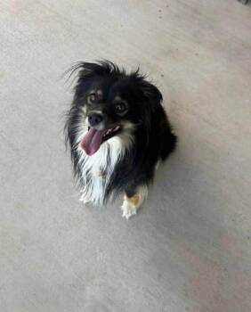 Australian Shepherd Dogs Available for Adoption in Grafton, Wisconsin - SPONSOR OR FOSTER ME - Earl | PetCurious
