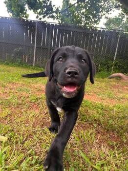 Binky -  Mixed Breed Dog for Adoption in Acworth, Georgia - Binky | PetCurious