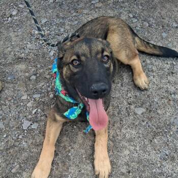 Belgian Shepherd Malinois and Mixed Breed Dogs Available for Adoption in Hackett, Arkansas - Patroclus | PetCurious