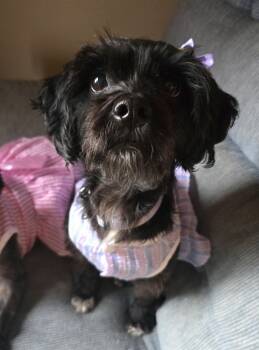 Daisy -  Miniature Schnauzer and Miniature Poodle Dog for Adoption in Cedar Rapids, Iowa - Daisy | PetCurious