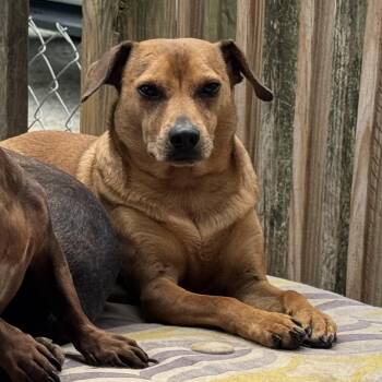 Beau -  Dachshund Dog for Adoption in Washington, Missouri - Beau | PetCurious