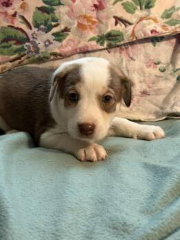 Clementine - Wardell pups -  Labrador Retriever and Border Collie Dog for Adoption in Horn Lake, Mississippi - Clementine - Wardell Pups | PetCurious