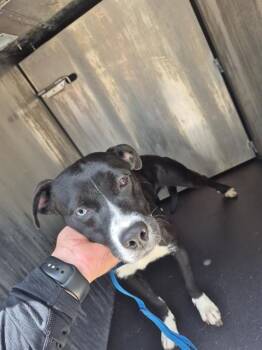 Labrador Retriever Dogs Available for Adoption in San Antonio, Texas - KITANA | PetCurious