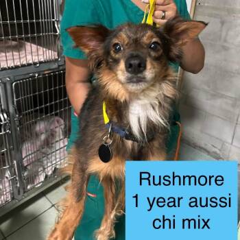 Chihuahua and Australian Shepherd Dogs Available for Adoption in Tampa, Florida - Rushmore | PetCurious
