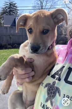 Golden Retriever Dogs Available for Adoption in Bull Valley, Illinois - Green Olive | PetCurious