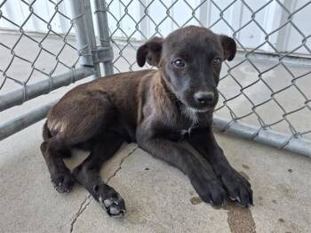 Rescue Shepherd Dogs for Adoption in Thousand Oaks, California - Rayne | PetCurious