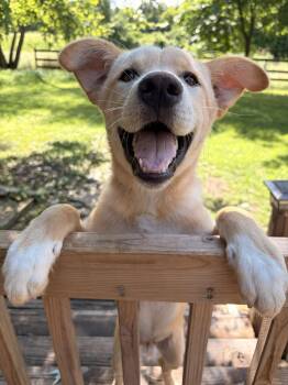 Spud -  Labrador Retriever Dog for Adoption in Evergreen, Colorado - Spud | PetCurious