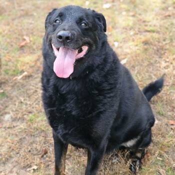 Rescue German Shepherd Dog Dogs for Adoption in Conway, New Hampshire - Rocky | PetCurious