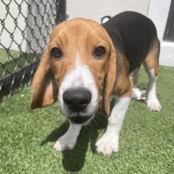 BBF6 8500 aka Timon -  Beagle Dog for Adoption in Loxahatchee Groves, Florida - BBF6 8500 Aka Timon | PetCurious