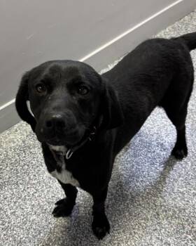 Black Labrador Retriever and Bluetick Coonhound Dogs Available for Adoption in Las Vegas, Nevada - Quazy | PetCurious