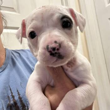 Pit Bull Terrier and Dachshund Dogs Available for Adoption in Agua Dulce, California - Manatee | PetCurious