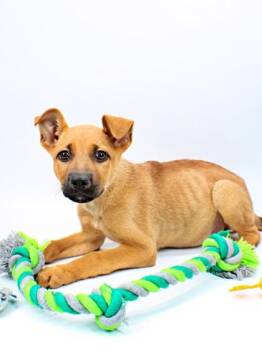 German Shepherd Dog and Mixed Breed Dogs Available for Adoption in Morton Grove, Illinois - Noelle | PetCurious