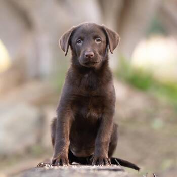 Huckleberry Finn Pup - Miss Watson -  Labrador Retriever Dog for Adoption in San Diego, California - Huckleberry Finn Pup - Miss Watson | PetCurious