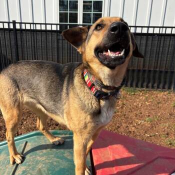 Missy -  German Shepherd Dog and Mixed Breed Dog for Adoption in Lynchburg, Virginia - Missy | PetCurious