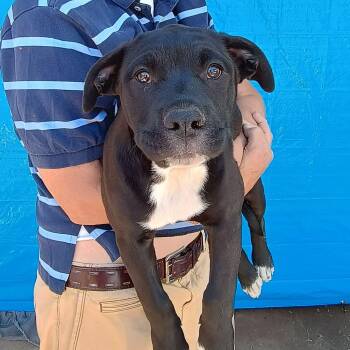 Milo -  Pit Bull Terrier and Labrador Retriever Dog Available for Adoption in Amarillo, Texas - Milo | PetCurious