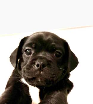 Waikiki -  Pug and Maltese Dog for Adoption in Los Angeles, California - Waikiki | PetCurious