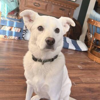 Biscuit -  Retriever and Labrador Retriever Dog for Adoption in North Richland Hills, Texas - Biscuit | PetCurious