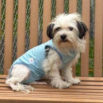 Summer -  Shih Tzu Dog for Adoption in Bethel, Connecticut - Summer | PetCurious