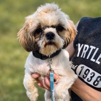 HAWKINS -  Shih Tzu Dog for Adoption in Schnecksville, Pennsylvania - HAWKINS | PetCurious
