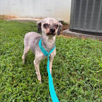 Stray Billy Hicks Rd. (Bud) -  Miniature Poodle Dog for Adoption in Roxboro, North Carolina - Stray Billy Hicks Rd. (Bud) | PetCurious