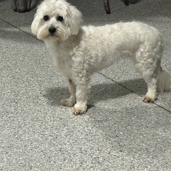 Coton De Tulear Dogs Available for Adoption in Antwerp, Ohio - Nina  | PetCurious