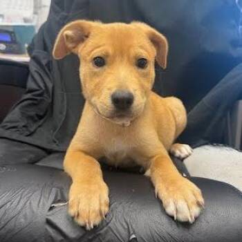 Blossom -  Mixed Breed Dog for Adoption in Jeffersonville, Indiana - Blossom | PetCurious