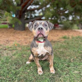 Callie***ADOPTION PENDING*** -  Pit Bull Terrier Dog for Adoption in Fargo, North Dakota - Callie***ADOPTION PENDING*** | PetCurious