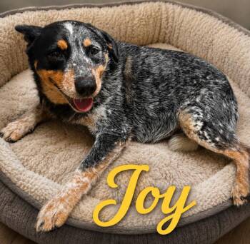 Joy -  Australian Cattle Dog Blue Heeler Dog for Adoption in Zimmerman, Minnesota - Joy | PetCurious