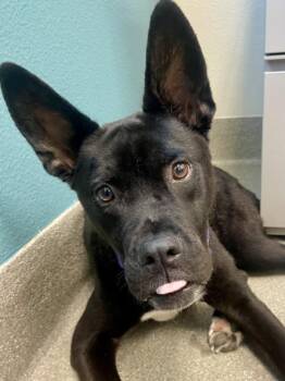 LESLIE -  Labrador Retriever Dog for Adoption in Las Vegas, Nevada - LESLIE | PetCurious