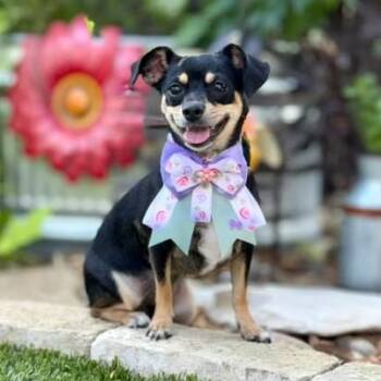 Daisy -  Chihuahua Dog for Adoption in Fairfield, Connecticut - Daisy | PetCurious