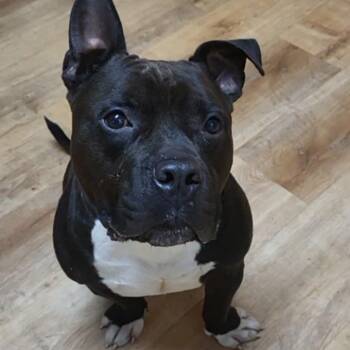Cabezon -  American Bully Dog for Adoption in Magnolia, Texas - Cabezon | PetCurious