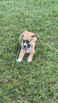 Sony -  Boxer and Hound Dog for Adoption in Willingboro, New Jersey - Sony | PetCurious