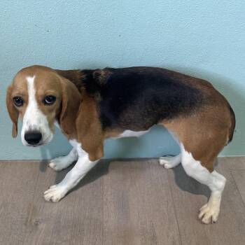 Leia 1461 -  Beagle Dog for Adoption in Loxahatchee Groves, Florida - Leia 1461 | PetCurious