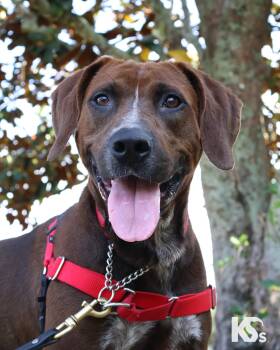 Bavarian Mountain Hound and Labrador Retriever Dogs Available for Adoption - Coco | PetCurious
