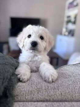 Poodle and Great Pyrenees Dogs Available for Adoption - Shark | PetCurious