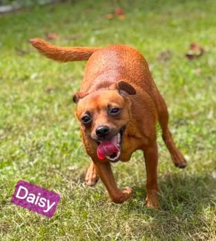 Daisy -  Terrier and Chihuahua Dog for Adoption in Wheelersburg, Ohio - Daisy | PetCurious
