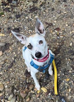Rescue Jack Russell Terrier and Whippet Dogs for Adoption in Chevy Chase, Maryland - Bella | PetCurious
