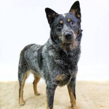 Deogee -  Australian Cattle Dog Blue Heeler Dog for Adoption in Northbrook, Illinois - Deogee | PetCurious