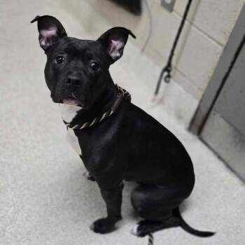 Venus -  American Staffordshire Terrier Dog for Adoption in Grand Rapids, Michigan - Venus | PetCurious