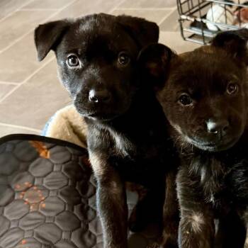 Mixed Breed Dogs Available for Adoption in Fredericksburg, Virginia - Vanilla Bean | PetCurious