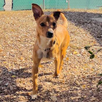 Rescue Mixed Breed Dogs for Adoption in Duncan, Oklahoma - Giselle | PetCurious