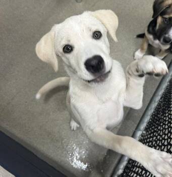 Icecream 3 months male AVAILABLE 7/1 -  Labrador Retriever Dog for Adoption in Sterling, Massachusetts - Icecream 3 Months Male AVAILABLE 7/1 | PetCurious
