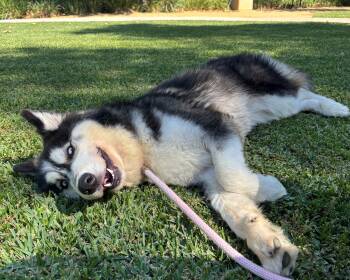 Oso -  Husky Dog for Adoption in Mission Viejo, California - Oso | PetCurious