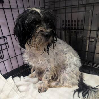 Cookies N Cream -  Shih Tzu Dog for Adoption in West Plains, Missouri - Cookies N Cream | PetCurious