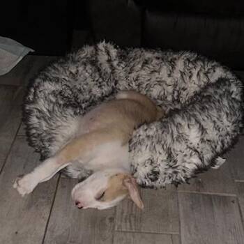 American Staffordshire Terrier Dogs Available for Adoption - Lazarus | PetCurious