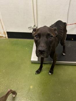 Givinchi -  Pit Bull Terrier Dog for Adoption in Fruit Heights, Utah - Givinchi | PetCurious